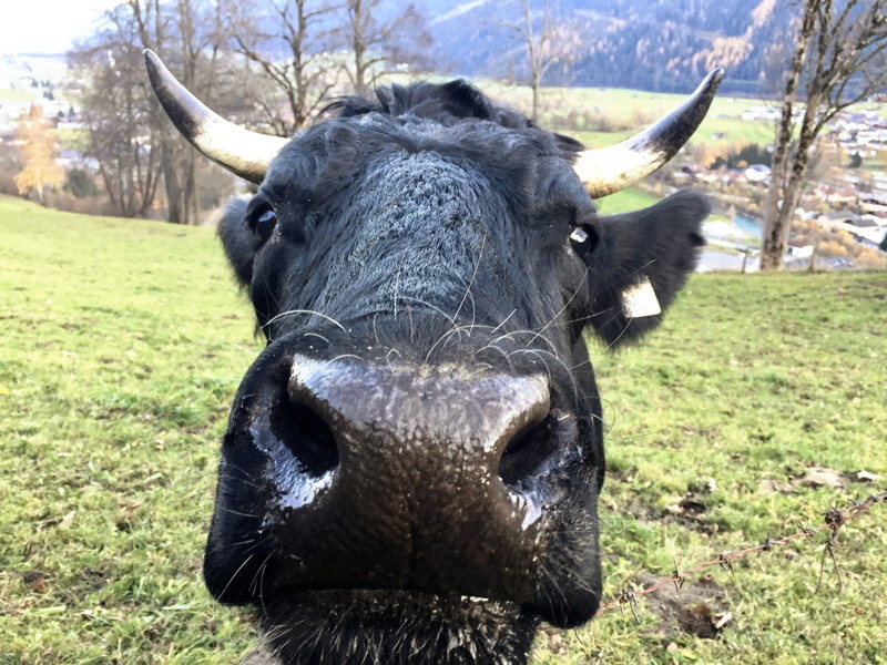 SILL-Kuhweide